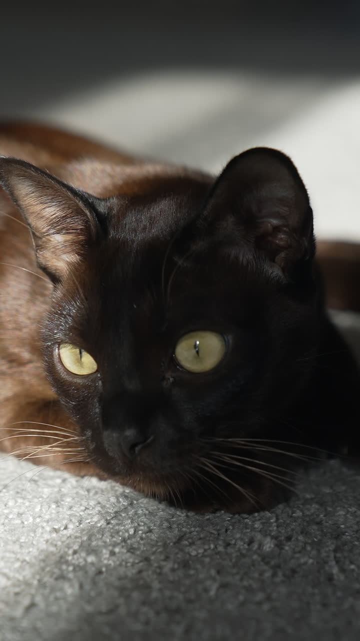 Burmese cat. Brown house cat lying on the carpet, looking at the camera. Pleased and lazy mood. Vertical video