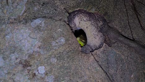 Camera-zooms-in-as-this-individual-is-seen-in-the-burrow-with-ants-around-it-as-it-takes-them-one-by-one,-Olive-Dasia-or-Olive-Tree-Skink-Dasia-olivacea,-Thailand