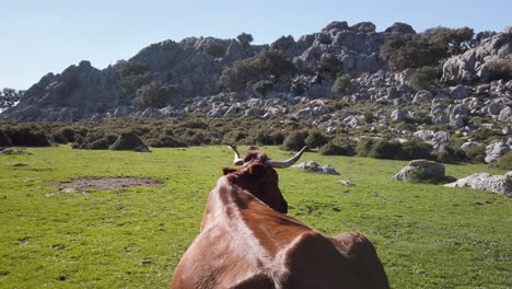 View-Behind-Famous-Endemic-Retinto-Cow-of-Rocky-Sierra-De-Cadiz-Landscape,-Spain