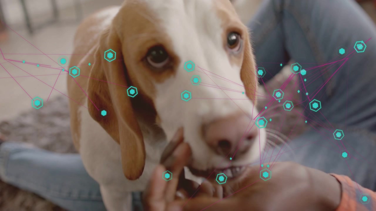 Homem dando petisco, segurando o queixo do cachorro, que cheira, mastiga e olha para cima, com sobreposição hexagonal azul-petróleo mapeando cuidados com animais de estimação