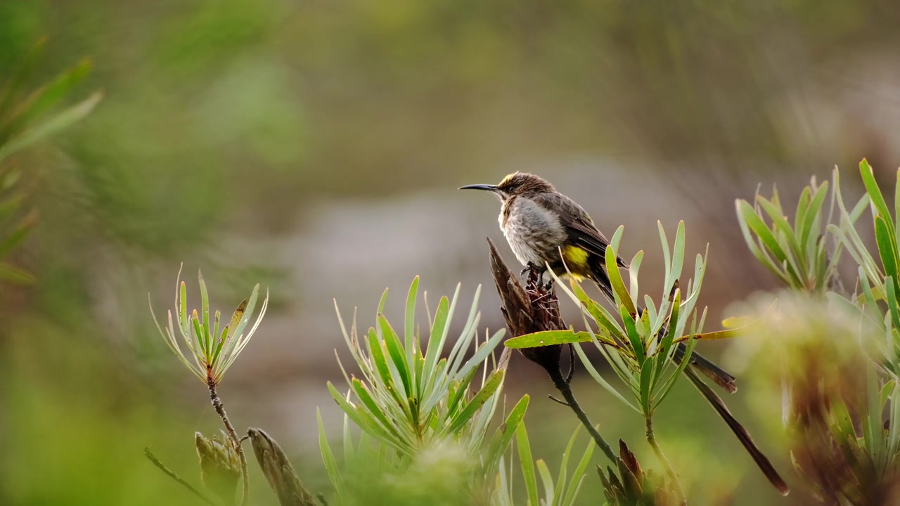 Cape Sugarbird appollaiato su un cespuglio di protea nella riserva naturale di fynbos, Hermanus