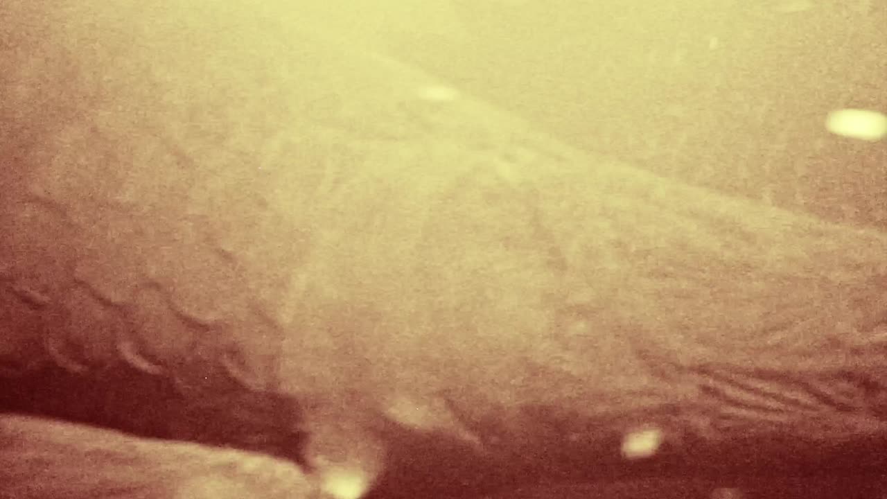 pirarucú pez nombre científico arapaima gigas en el