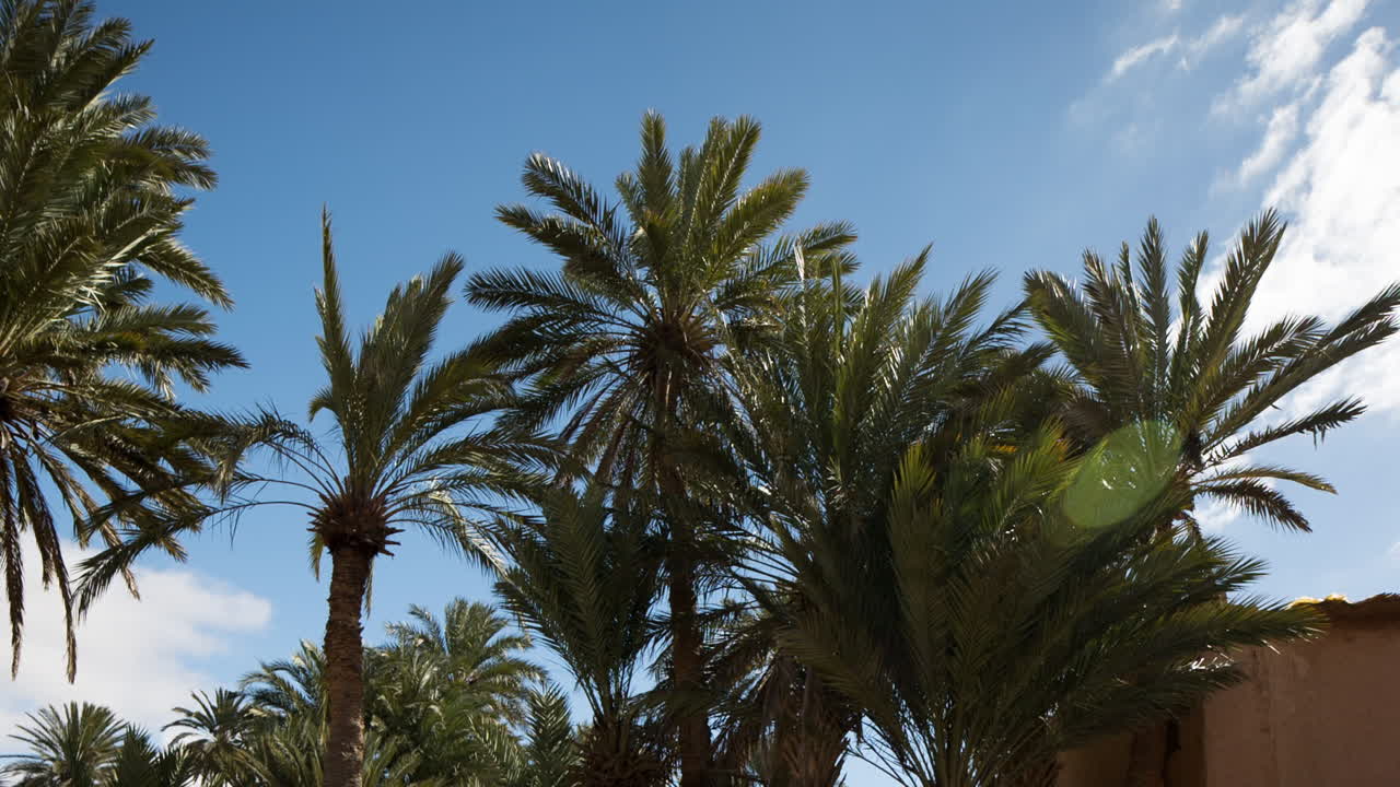 Oasis Palm Trees 00