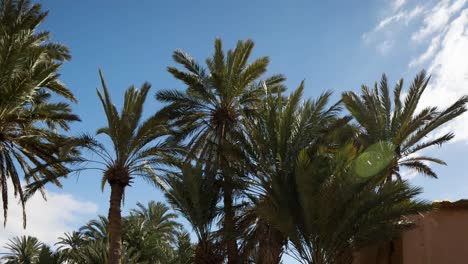 oasis palm trees 00