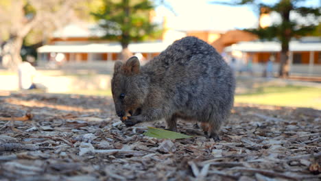 quokka activo corriendo en rottnest