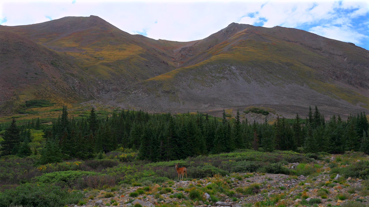 Cervo, animale selvatico, Monte Belford, Oxford, Missouri, montagna, vetta 14er, escursionismo, sentiero Missouri Gulch, natura, paesaggio, estate, mattina, cielo azzurro, nuvole, Colorado, Collegiate Peaks, Montagne Rocciose, Sawatch Range