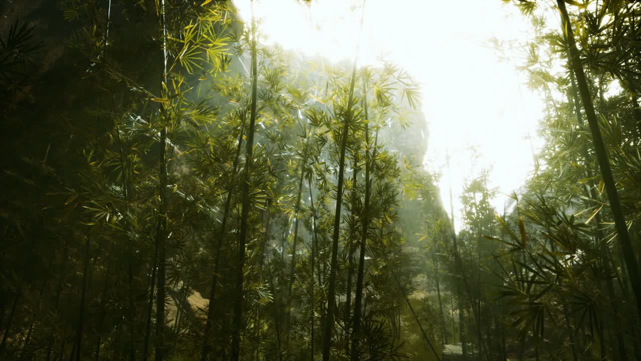 bosque de bambú verde con la luz del sol de la mañana