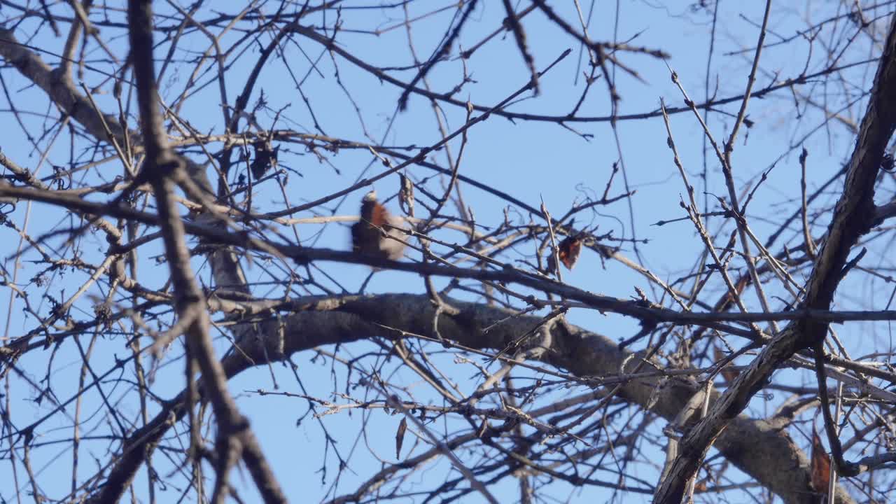 Wind blowing last leaves on branches on top of trees