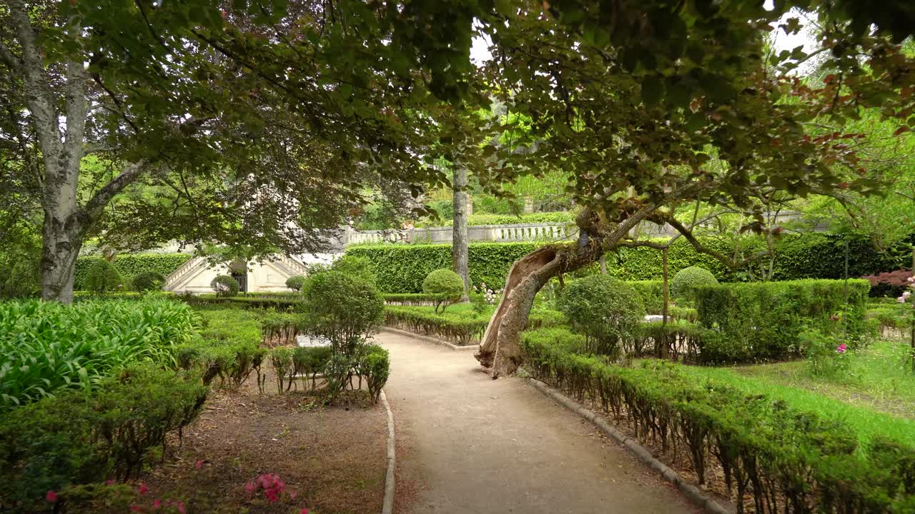 árbol muy viejo y hueco en el jardín botánico de la universidad de coimbra