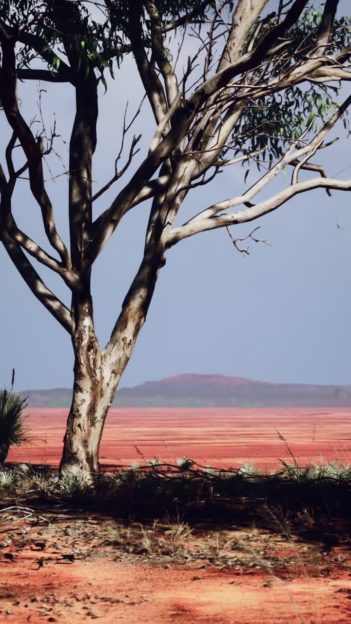 paisaje árido con un árbol solitario