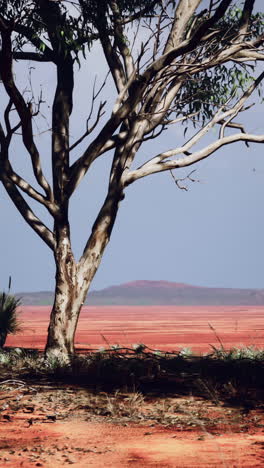 paesaggio arido con un albero solitario