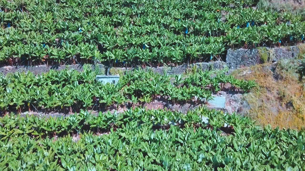 산비탈 마데이라 섬에서 생물학적 바나나 나무 재배 - 공중 드론 샷