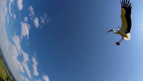 stork in flight over farmland