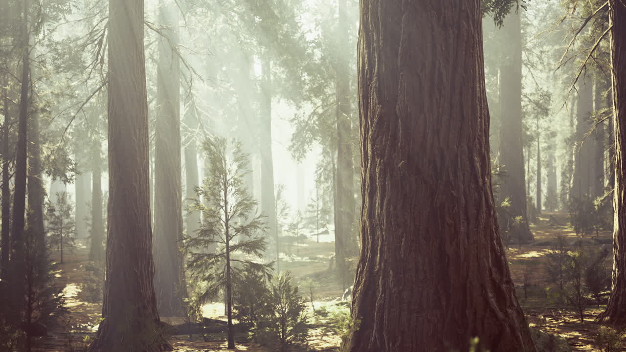 Sunlight filters through a dense forest of towering trees during morning hours