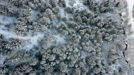 Tiro-Descendente-En-Espiral-Sobre-Un-Bosque-Nevado-En-El-Campo-De-Utah