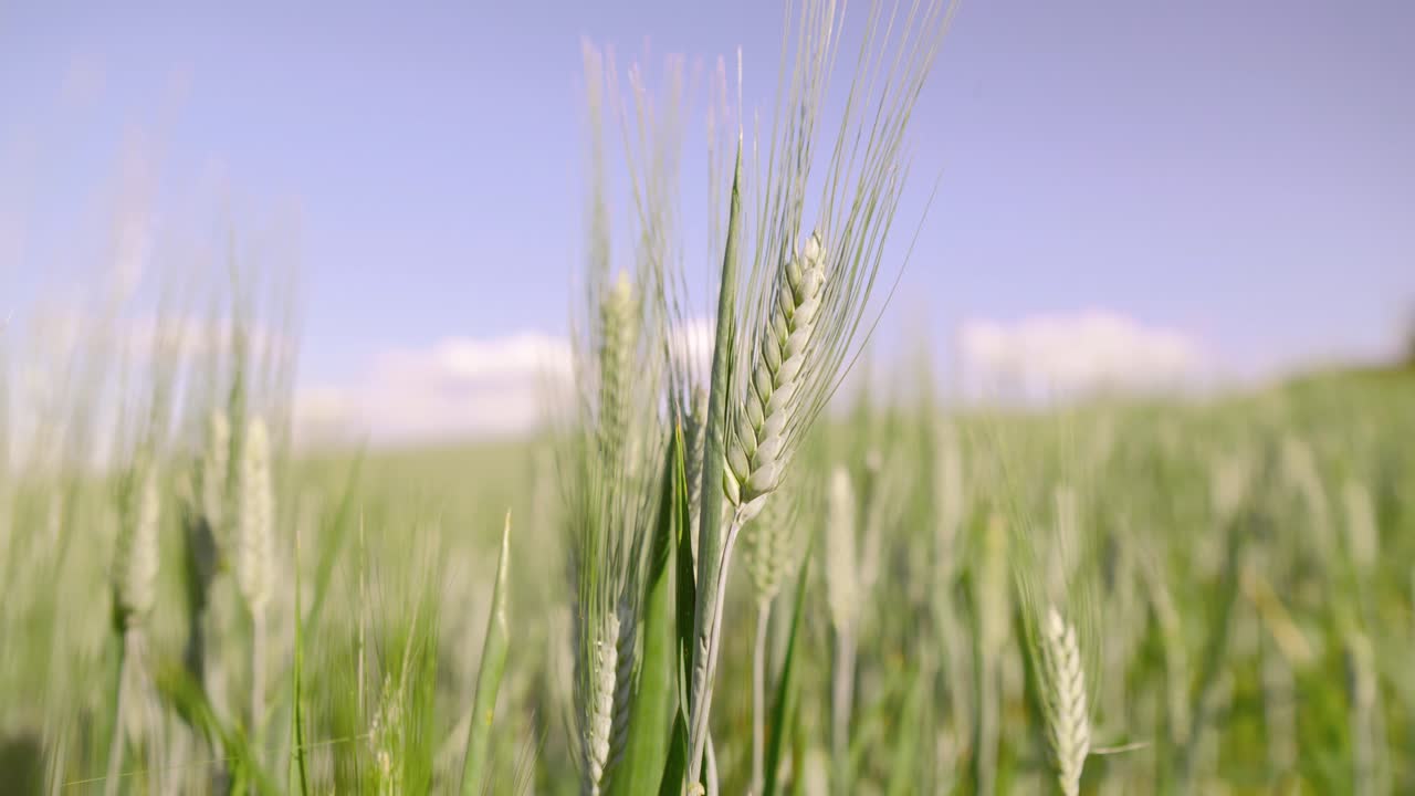 Green wheat field swaying in the wind, close-up shot, peaceful and serene atmosphere