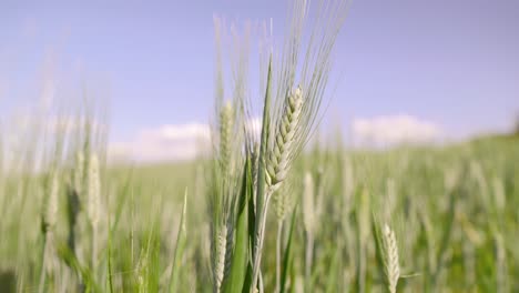 green wheat field swaying in the wind, close-up shot, peaceful and serene atmosphere