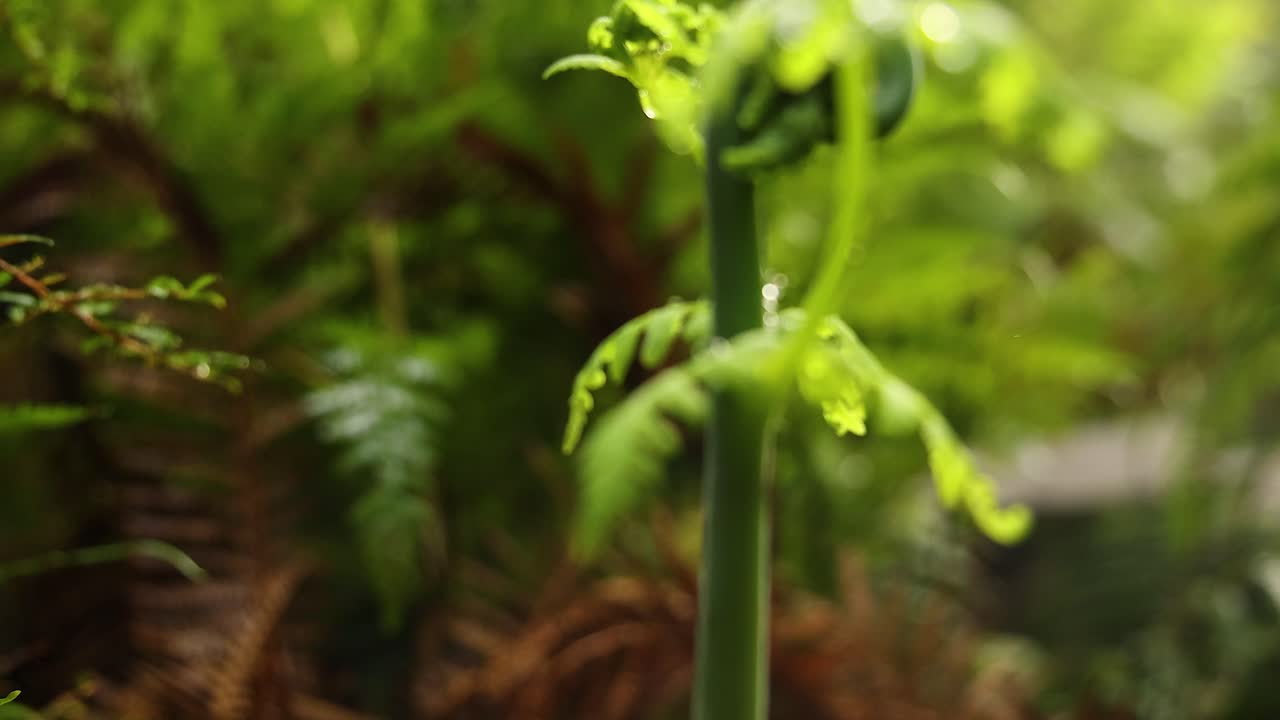 울창 한 환경 에서 자라는 식물