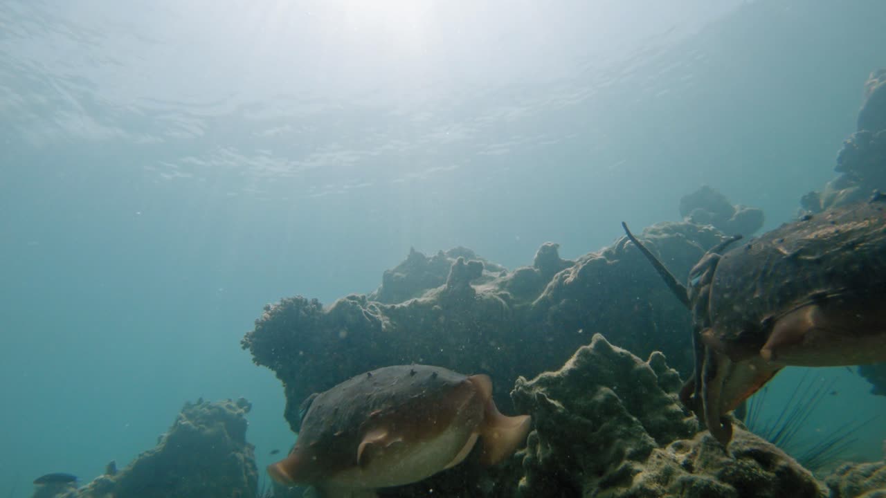 un par de sepias capturadas de cerca flotan en un ritmo específico