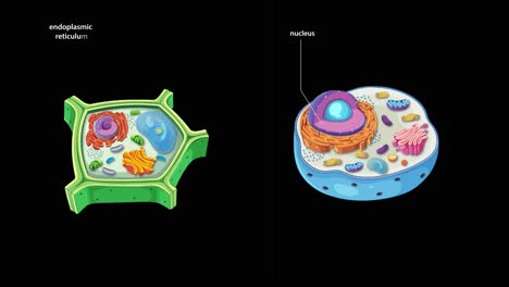 animation illustrating structural differences between animal and plant cells with labeled organelles and dynamic transitions