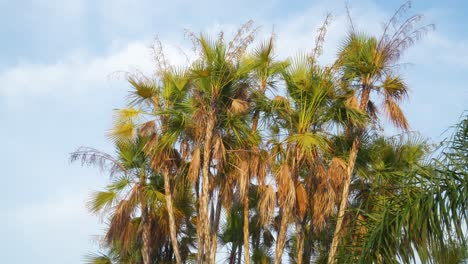 hojas de palma en la hora dorada
