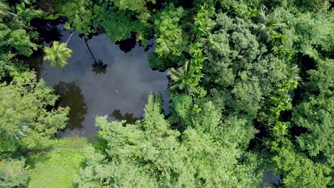 aerial view of deep green forest or jungle at rainy season