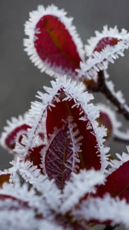 frozen red leaves