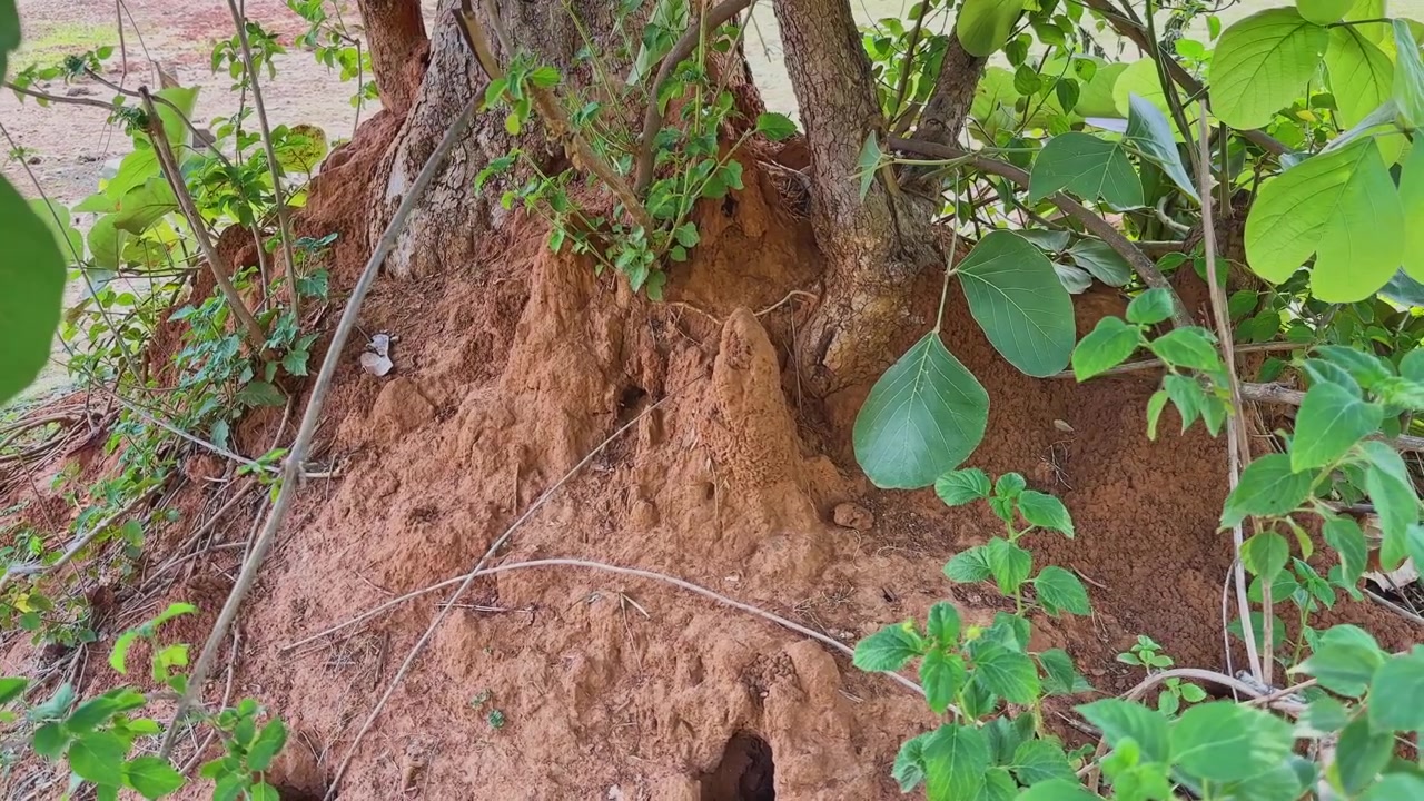 Slow tracking movement across a large termite mound built around tree roots revealing multiple entrance openings intricate earthen architecture and thriving colony activity in a natural habitat