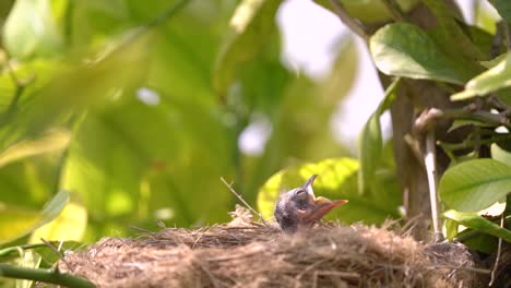 two newborn birds in a nest