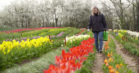 Agricultor-Riego-De-Tulipanes-En-Plantación-De-Flores-De-Tulipán