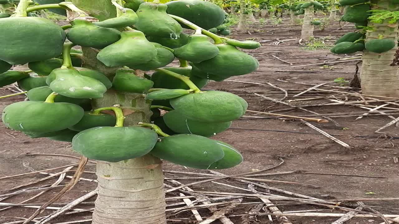 Awesome Papaya cultivation Technology. Papaya Fruit On Papaya Tree In Farm. Green Papaya On Tree