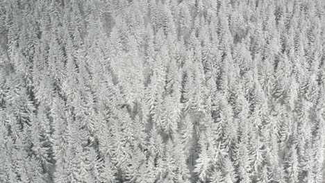 aerial shot of snow white pine forest, wintertime in czech republic