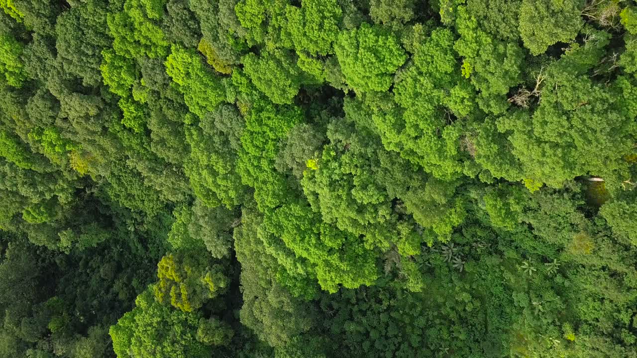 vista aérea de drones de colinas y bosques en el país tropical de indonesia