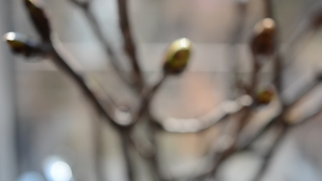 Kidneys on trees. Spring landscape