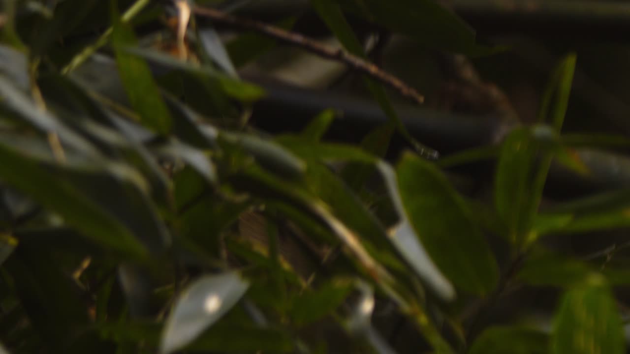 Agile and alert, a black-capped squirrel monkey scans the bamboo branches for food in Peru’s lush jungle.