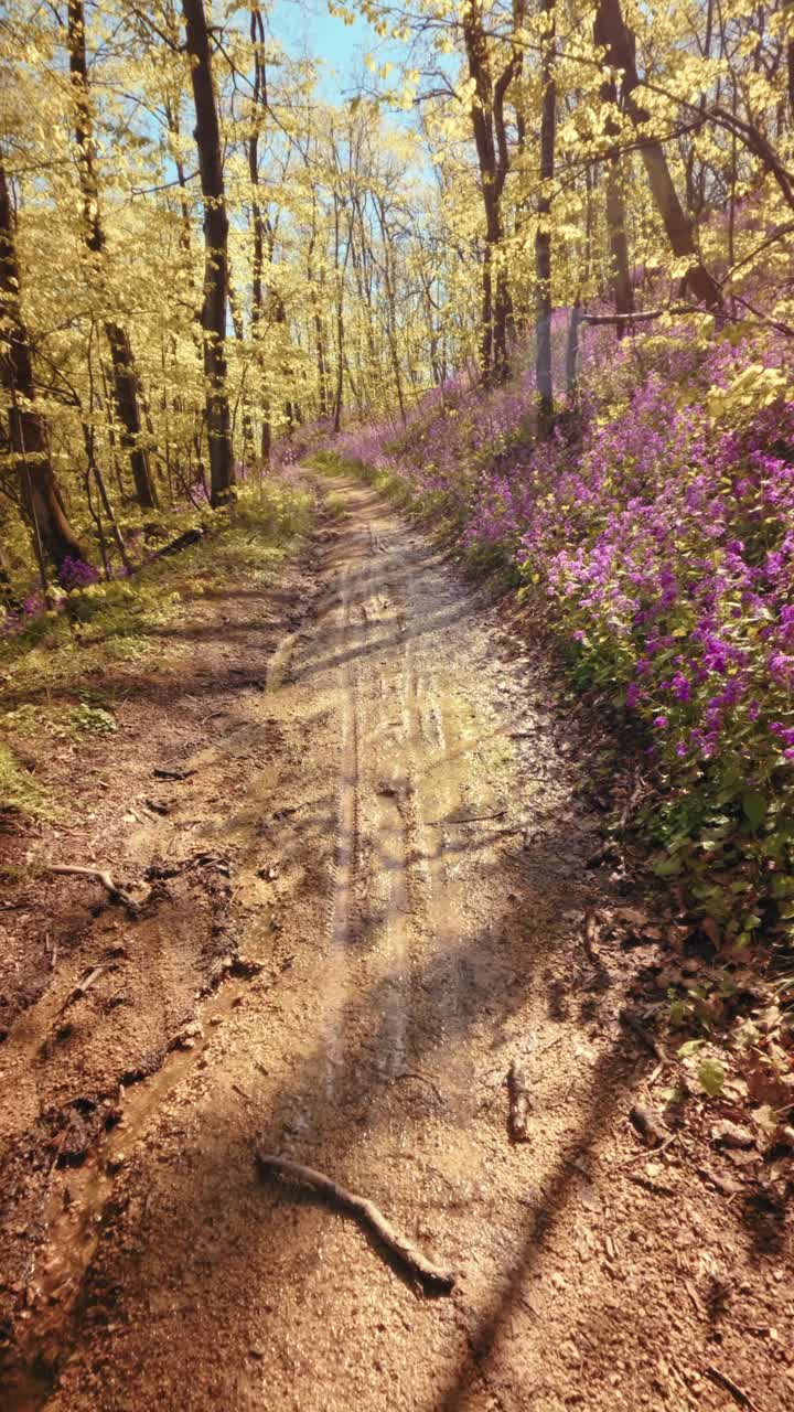 Una POV verticale calma e al rallentatore di una passeggiata attraverso una bellissima foresta primaverile. Sentiero sterrato fiancheggiato da vivaci fiori viola sotto una chioma soleggiata. B-roll concettuale di consapevolezza nella natura. 4k