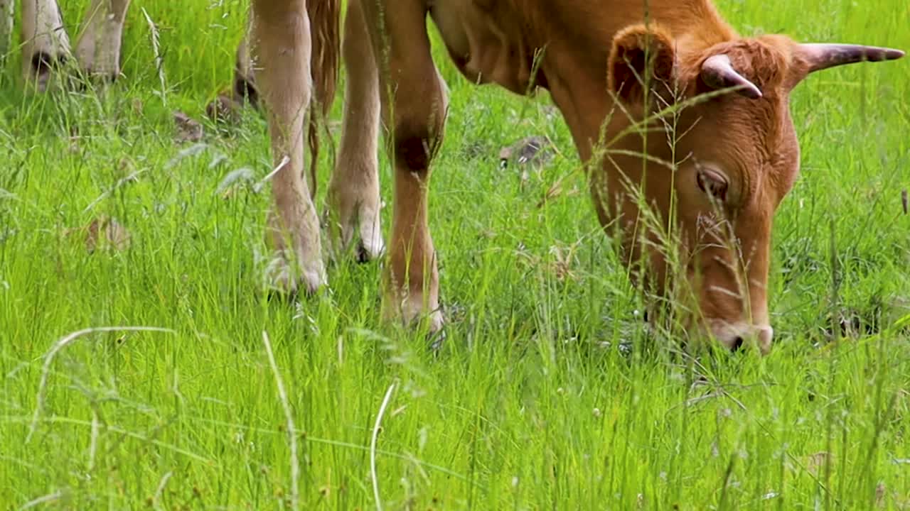 vaca comiendo exuberante hierba verde primer plano 24fps hd