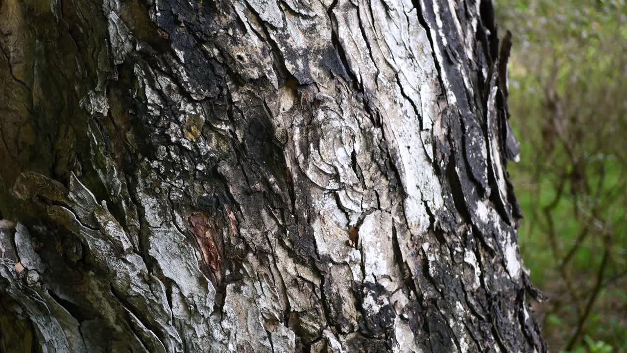 방글라데시 의 지역 공원 에 있는  ⁇ 은 나무 들