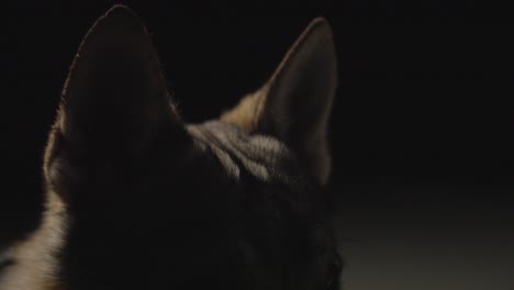 perro lobo en un ambiente de estudio oscuro