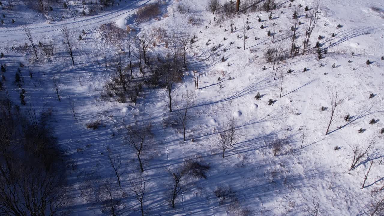 추운 겨울을 견디기 위해 깊은 가루 눈과 들판을 달리는 코요테