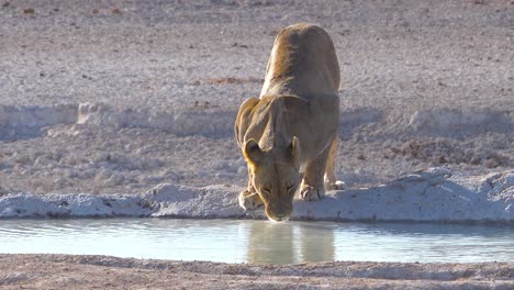 Una-Hembra-De-León-Bebe-En-Un-Abrevadero-En-África-En-El-Parque-Nacional-De-Etosha,-Namibia-2