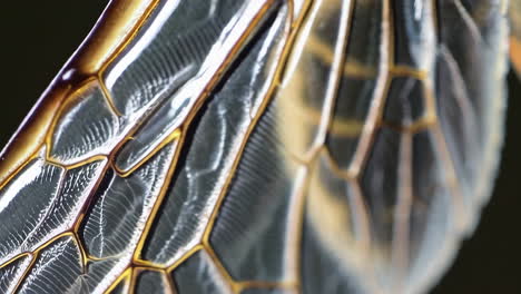 intricate close-up of an insect wing