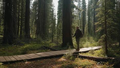 man hiking on a wooden boardwalk through a giant forest