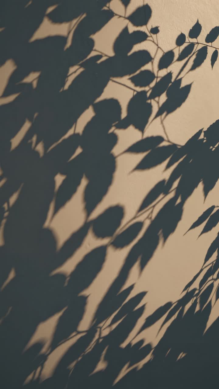 Artistic video concept with shadows of leaves cast on a wall