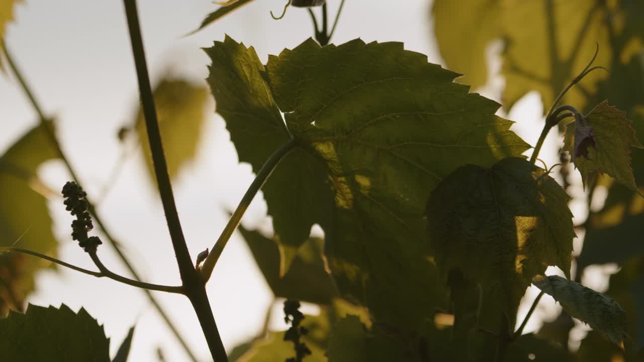 황금 시간의 빛에 대한 푸른 식물 잎