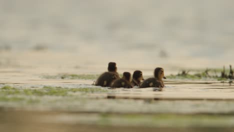 young sibling ducklings foraging among river algae and water plants