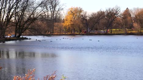 Camera-slowly-pans-toward-a-plump-of-geese-on-a-lazy-river-in-a-park-area