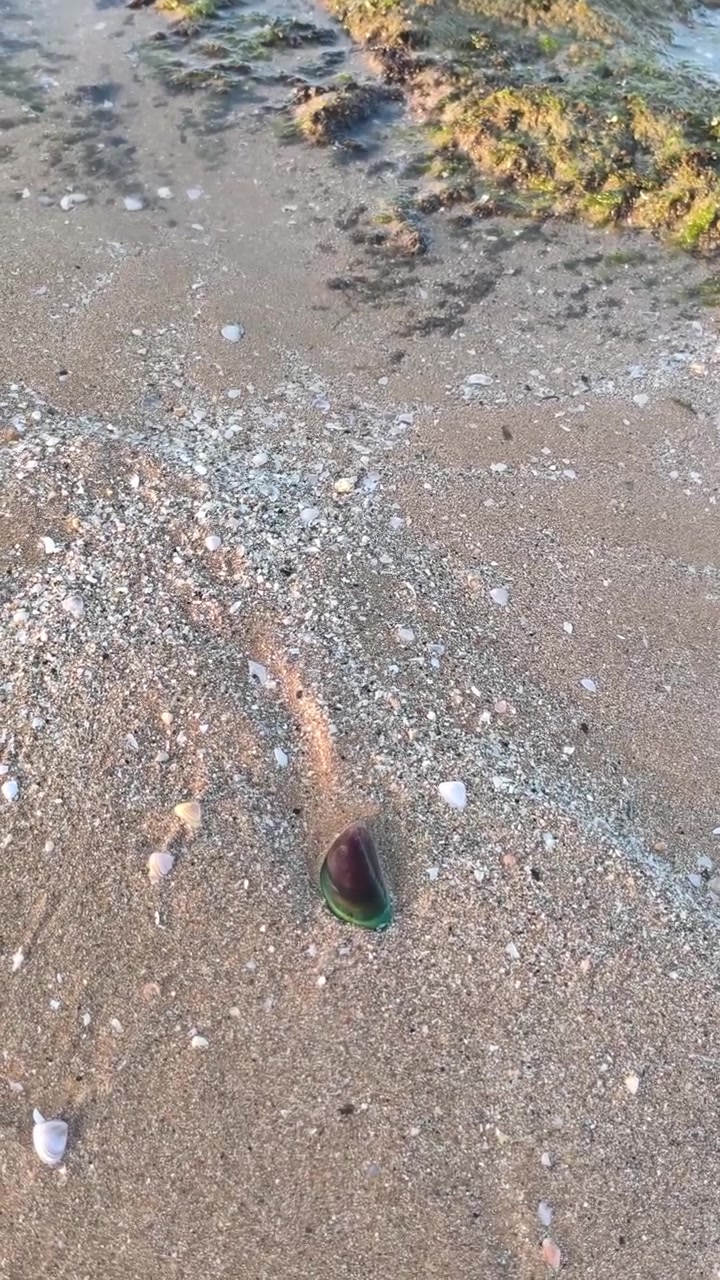Green Mussel Resting on Sandy Beach Shoreline