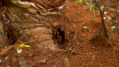 Close-up-of-an-anthill-entrance-in-red-soil,-with-a-tree-root-visible-nearby