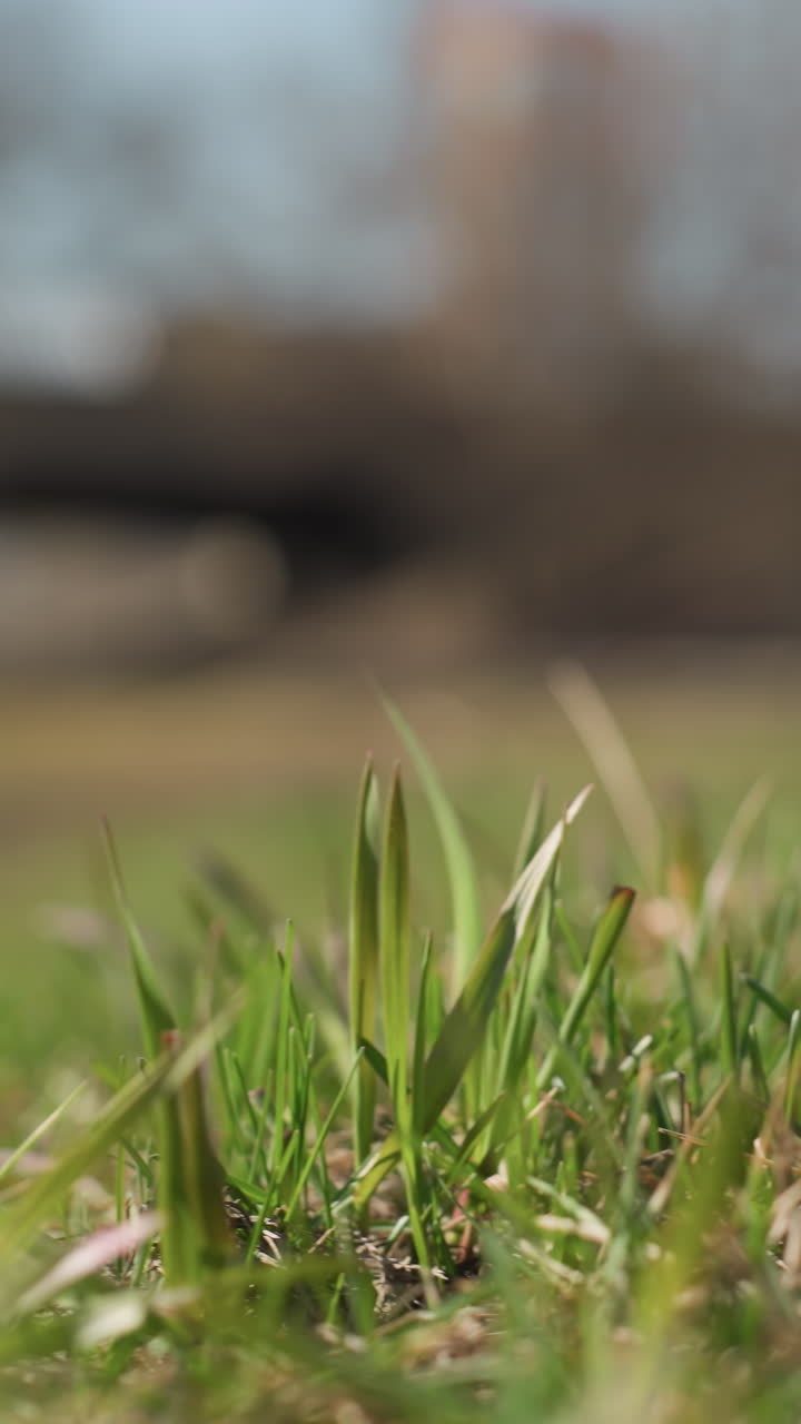 vista cercana de las hojas de hierba verde fresca en foco con un fondo urbano bellamente borroso, con una vista borrosa de alguien caminando